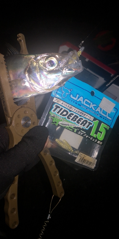 アジング練習　281 ABU スローテーパーロッド