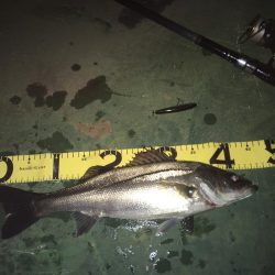 バチ抜けシーバス、練習