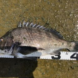 イチノ兄弟、釣果！