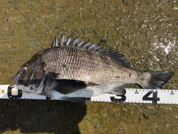 イチノ兄弟、釣果！