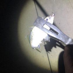 今期初アジング