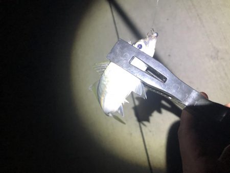 今期初アジング