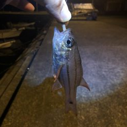 ヒラスズキとマゴチ