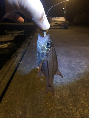 ヒラスズキとマゴチ