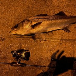 渋いながらも……