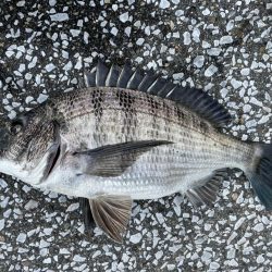 イチノ兄弟、釣果！