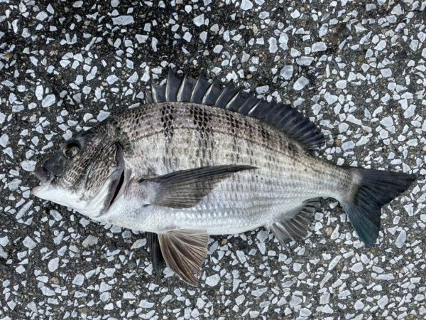 イチノ兄弟、釣果！