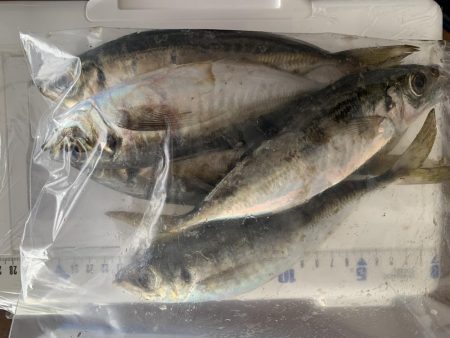 緊急事態宣言前にアジングへ