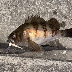 久しぶりのフィッシング