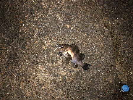 サイズが出ない