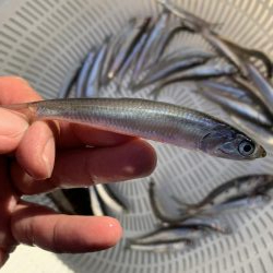 イワシわんさか