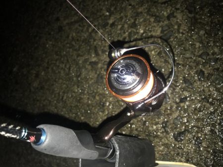 短時間でアジ6匹