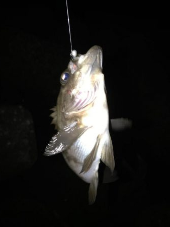 初めて2回目のフロート釣り