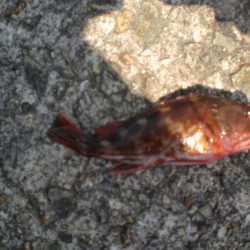 今日もベランダへ