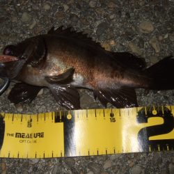 小潮でもメバルプラッギング