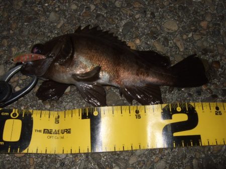 小潮でもメバルプラッギング