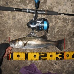 アミパターンの可能性有り