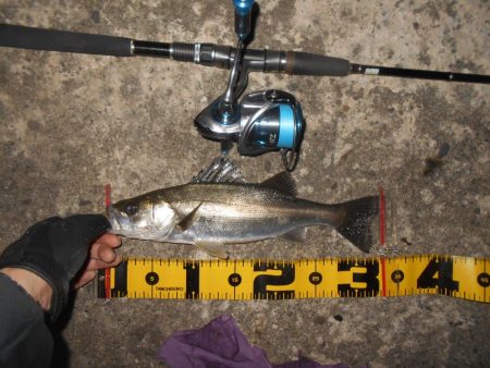 アミパターンの可能性有り