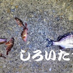 チヌ狙いに行ったんです。