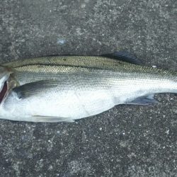 【苅田南港】春のシーバス調査