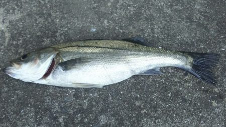 【苅田南港】春のシーバス調査