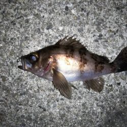 メバリングでチャリコ