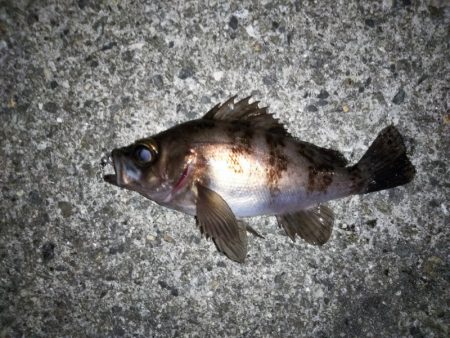 メバリングでチャリコ