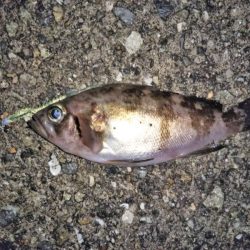 大きなメバルはどこへ？