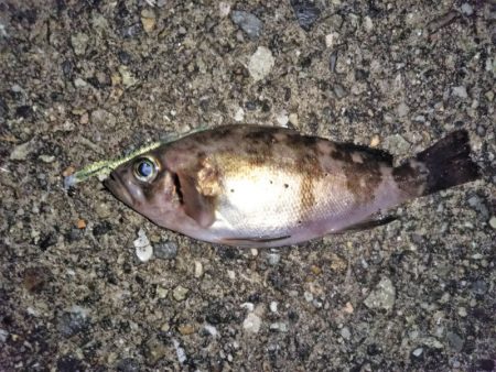 大きなメバルはどこへ？