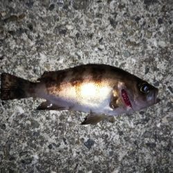 大きなメバルはどこへ？ part.Ⅱ