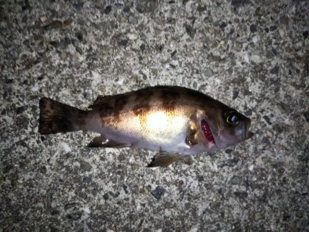 大きなメバルはどこへ？ part.Ⅱ