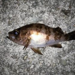 大きなメバルはどこへ？ part.Ⅲ