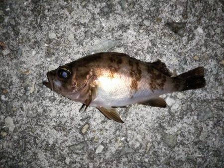 大きなメバルはどこへ？ part.Ⅲ