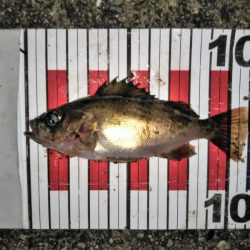 大きなメバルはどこへ？ part.Ⅳ