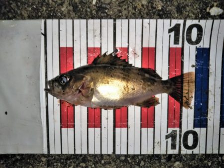 大きなメバルはどこへ？ part.Ⅳ