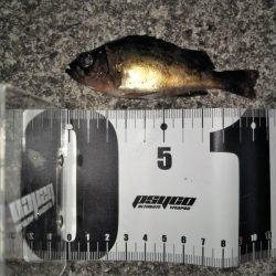 大きなメバルはどこへ？ partⅤ