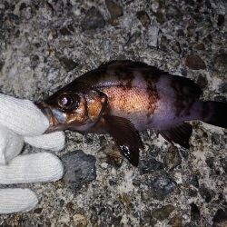 春のメバル釣り