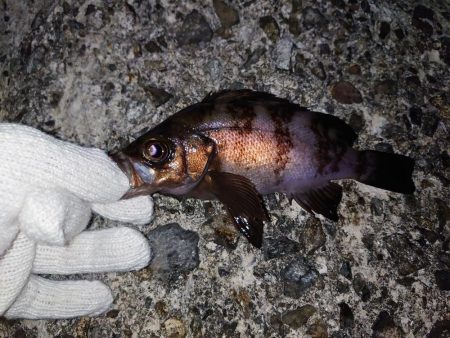 春のメバル釣り