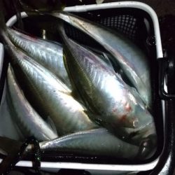 アジングで良型