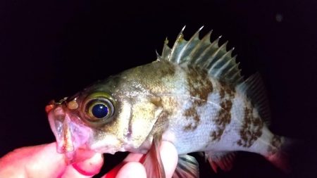 フロートアジング　