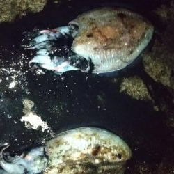 コウイカエギング