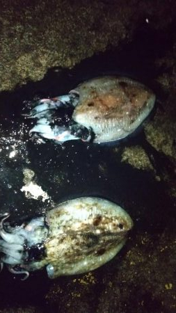 コウイカエギング