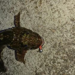 ガッシー連発そしてチヌ