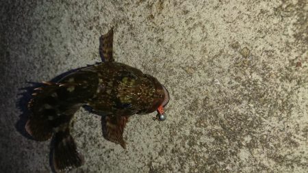 ガッシー連発そしてチヌ