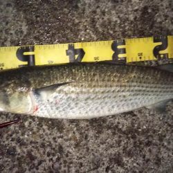 ぶらシーバス！！