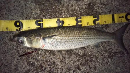 ぶらシーバス！！