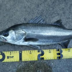 ぶらシーバス！！