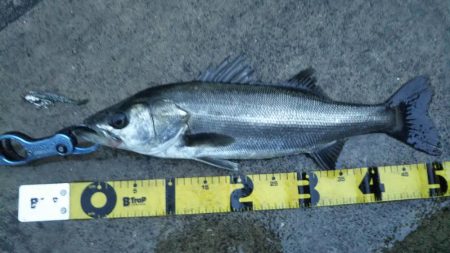 ぶらシーバス！！