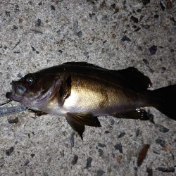 自己記録を求めて