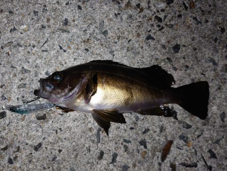 自己記録を求めて